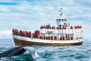 Job postings released by the Husavik Whale Watching.